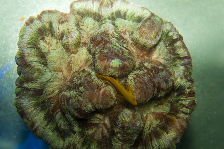 Brain Coral in Saltwater Aquarium
